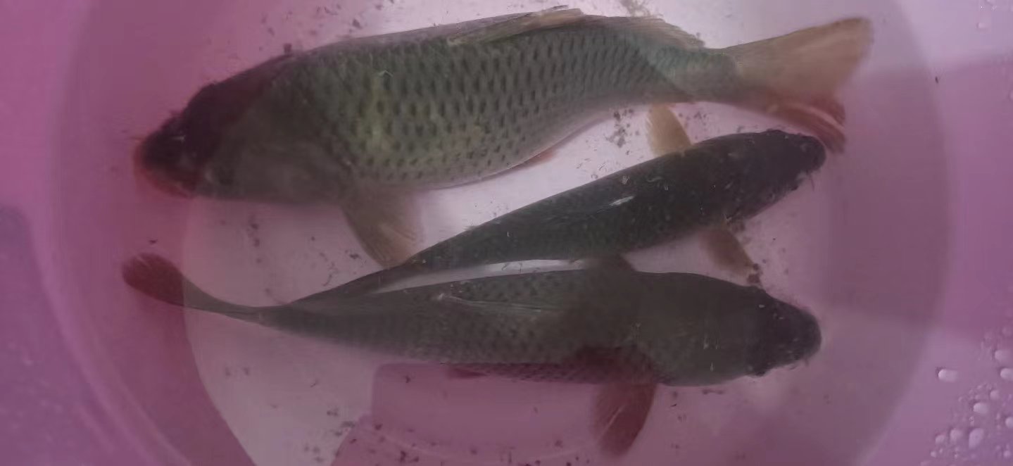 野钓新宠？解密蓝鲫鱼饵的魅力与实战效果