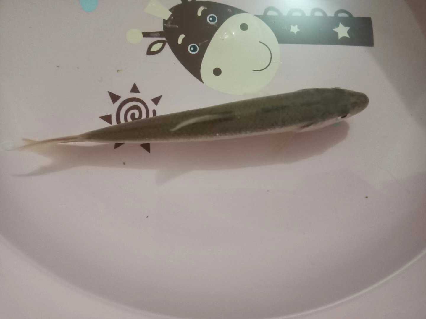 揭秘！钓鲫鱼打窝酒米真的足够了吗？资深钓友为你揭秘！